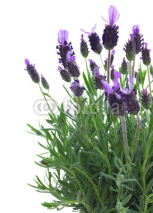 Naklejki Fresh purple lavender flowers on white