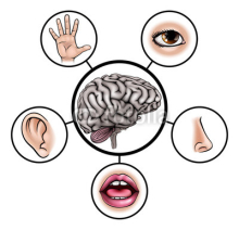 Five Senses Brain
