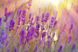 Naklejki Lavender lit by sun rays and late afternoon