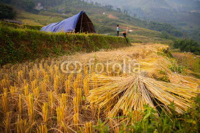 Rice green terrace in front of mountain landscape view located at SAPA, Vietnam