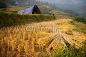 Fototapety Rice green terrace in front of mountain landscape view located at SAPA, Vietnam