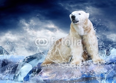White Polar Bear Hunter on the Ice in water drops.
