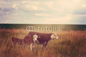 Fototapety Pasture