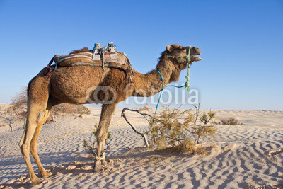 Dromadaire dans le désert tunisien