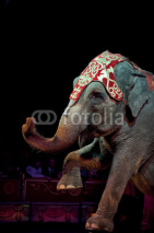Naklejki circus elephant