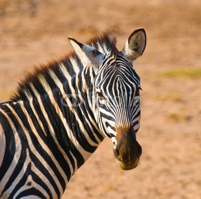 zebra's head, amboseli national park, kenya