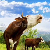 Fototapety Alpine cow