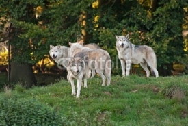 Naklejki Wolf (C. Lupus) pack