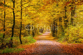 Obrazy i plakaty Autumn forest