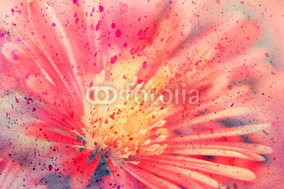 watercolor artwork with red aster close up