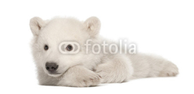 Naklejki Polar bear cub, Ursus maritimus, 3 months old, lying