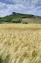 Fototapety Cereal crops and farm in Tuscany