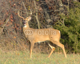 Fototapety White-tailed Deer