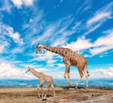 Naklejki  family of giraffes goes against the blue sky