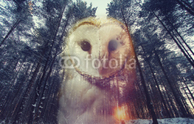 Double Exposure : Barn owl and Pine Forest at sunset . Abstract nature background