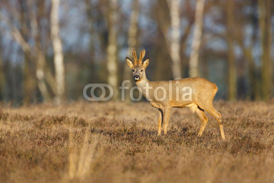 roe deer in a field of heather