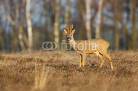 Fototapety roe deer in a field of heather