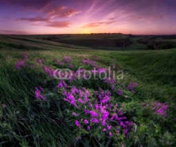 Naklejki Violet flowers at the hillside at sunrise