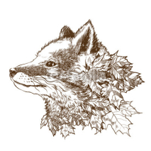 Obrazy i plakaty Red fox