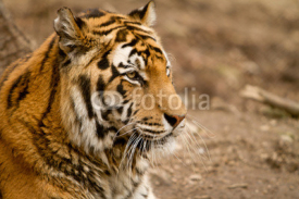 Naklejki Tiger