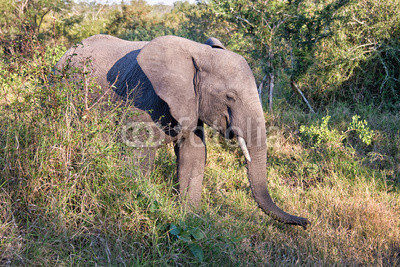 African Elephant, South Africa