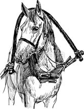 Naklejki harnessed horse