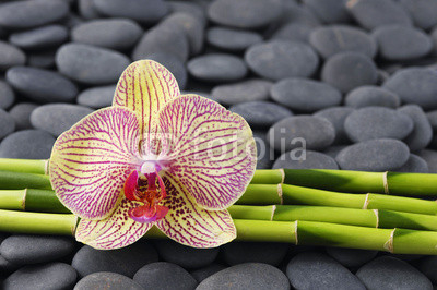 Gorgeous orchid and thin bamboo grove on pebbles