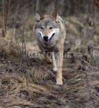 Naklejki Gray Wolf in the woods