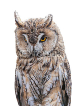 Naklejki light brown owl on white background