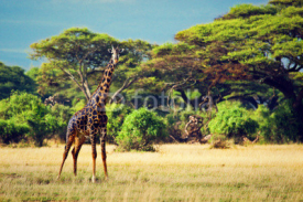 Naklejki Giraffe on savanna. Safari in Amboseli, Kenya, Africa