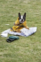 Naklejki Dog in a blanket