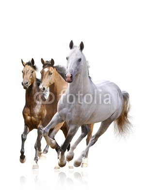 horses isolated