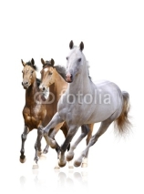 Fototapety horses isolated