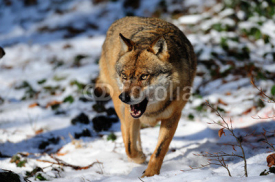 Fototapety Wolf, Winter