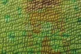 Fototapety Lizard skin