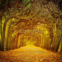 Naklejki Path in beautiful park at autumn