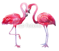 Obrazy i plakaty watercolor illustration of a flamingo