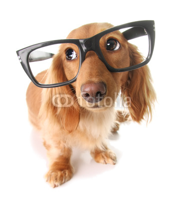 Smart puppy