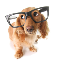 Fototapety Smart puppy
