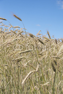 Grain field.