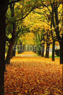 orange autumn in the park