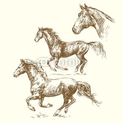 hand drawn horses