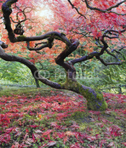 Naklejki Old Japanese Red Laced Maple Tree in Fall Season