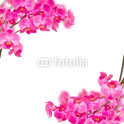 orchideas frame