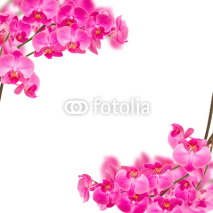Naklejki orchideas frame