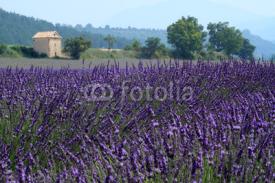 Naklejki valensole provenza francia campi di lavanda fiorita