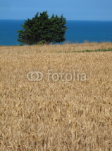 Naklejki A field of  wheat