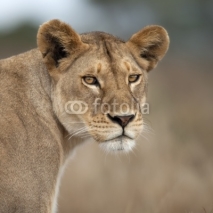 Obrazy i plakaty Close-up of Lioness in Serengeti, Tanzania, Africa