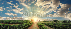 Fototapety Plantation - Sunset at the coffee field landscape
