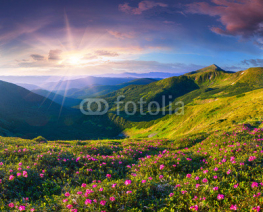 Naklejki Magic pink rhododendron flowers in the mountains. Summer sunrise
